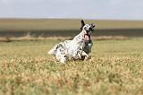 SETTER ANGLAIS 192